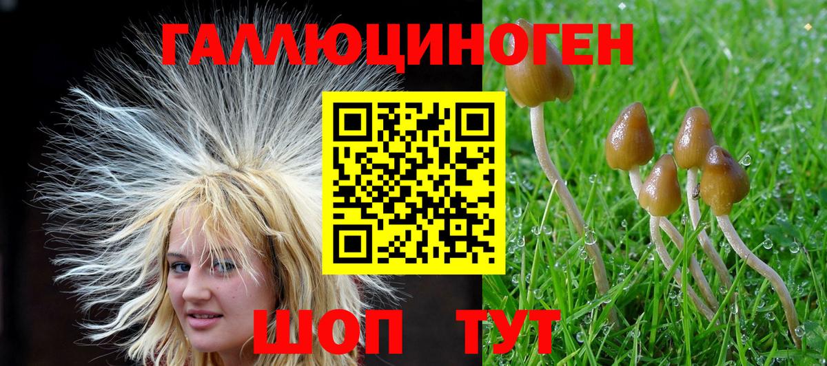 Галлюциногенные грибы Psilocybine cubensis Жуковский